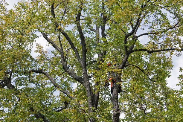 Trusted Grand Junction, CO Tree Care Experts